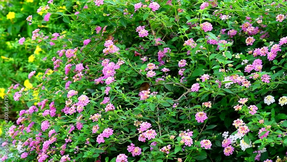 lantana colorful pink bouquet flowers blooming all in the garden
