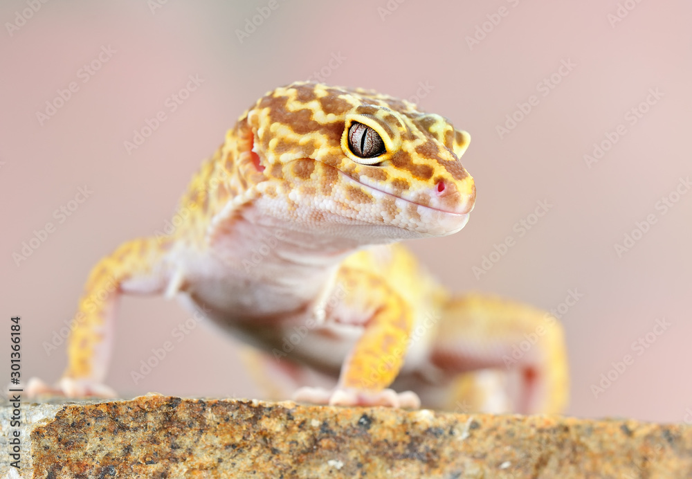 Obraz premium lizard gecko