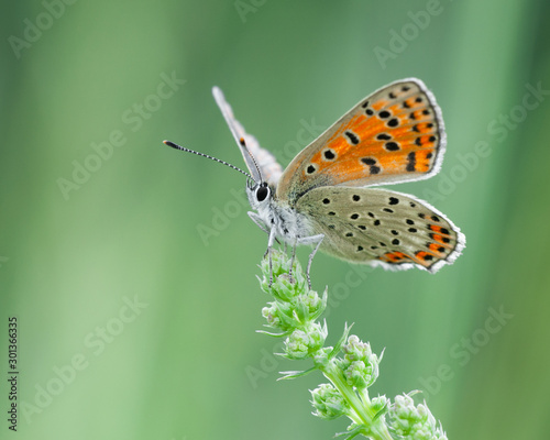 Lycaena phlaeas