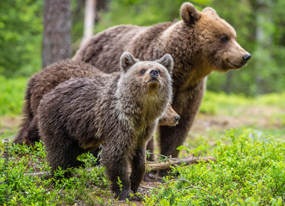 Obraz premium She-bear and cubs in the summer forest. Natural Habitat. Brown bear, scientific name: Ursus arctos. Summer season.