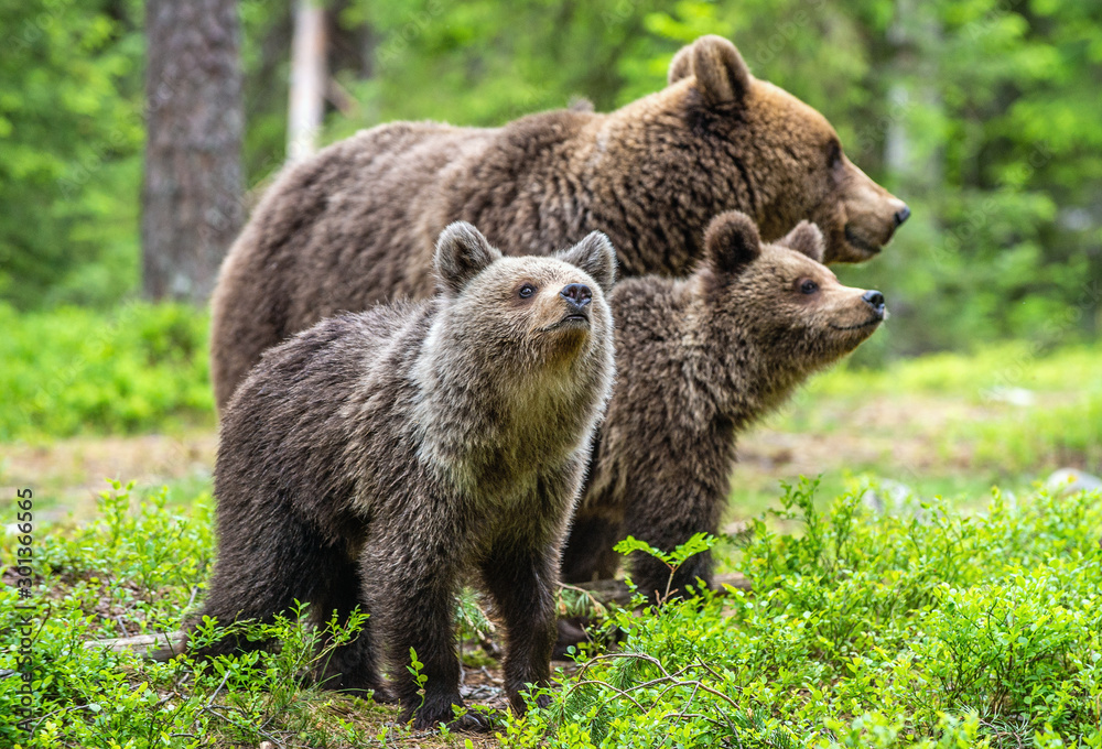 Fototapeta premium She-bear and cubs in the summer forest. Natural Habitat. Brown bear, scientific name: Ursus arctos. Summer season.