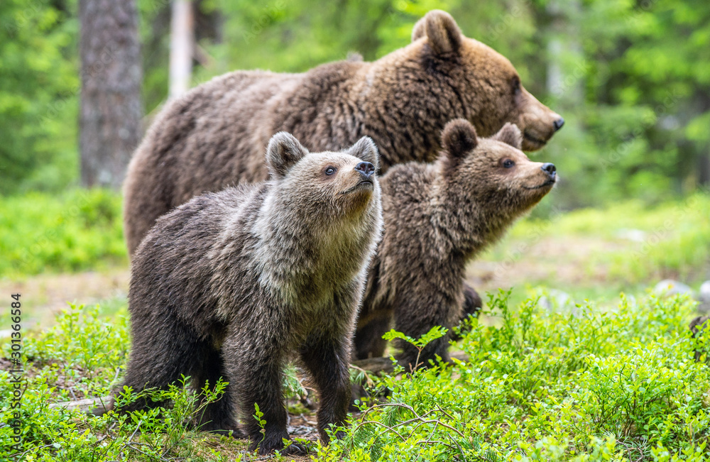 She-bear and cubs in the summer forest. Natural Habitat. Brown bear, scientific name: Ursus arctos. Summer season. She-bear and cubs in the summer forest. Natural Habitat. Brown bear, scientific name: Ursus arctos. Summer season.