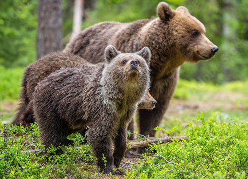 She-bear and cubs in the summer forest. Natural Habitat. Brown bear, scientific name: Ursus arctos. Summer season.