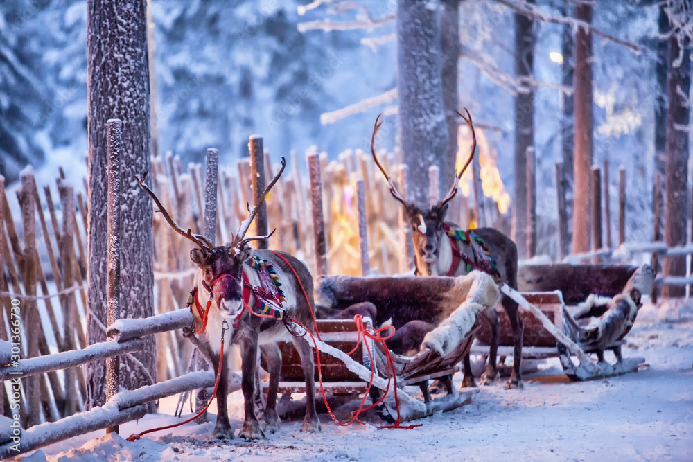 Reindeer with sledge in winter forest in Rovaniemi, Lapland, Finland - obrazy, fototapety, plakaty 