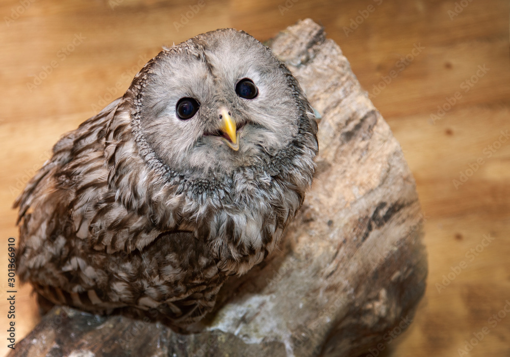 Obraz premium Live owl indoors, expressive look, close-up.