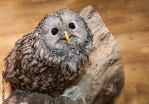 Live owl indoors, expressive look, close-up.
