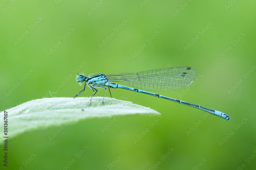 Odonata dragonfly Odonata dragonfly