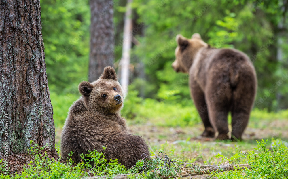 Obraz premium Cubs of Brown Bear in the summer forest. Green natural background. Natural habitat. Scientific name: Ursus arctos.