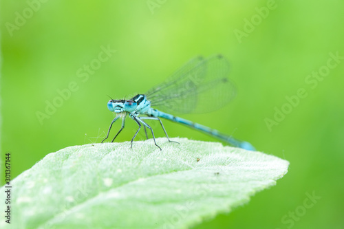 Odonata dragonfly