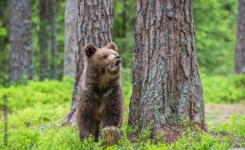 Juvenile Brown Bear in the summer forest. Green forest natural background. Scientific name: Ursus arctos. Natural habitat.
