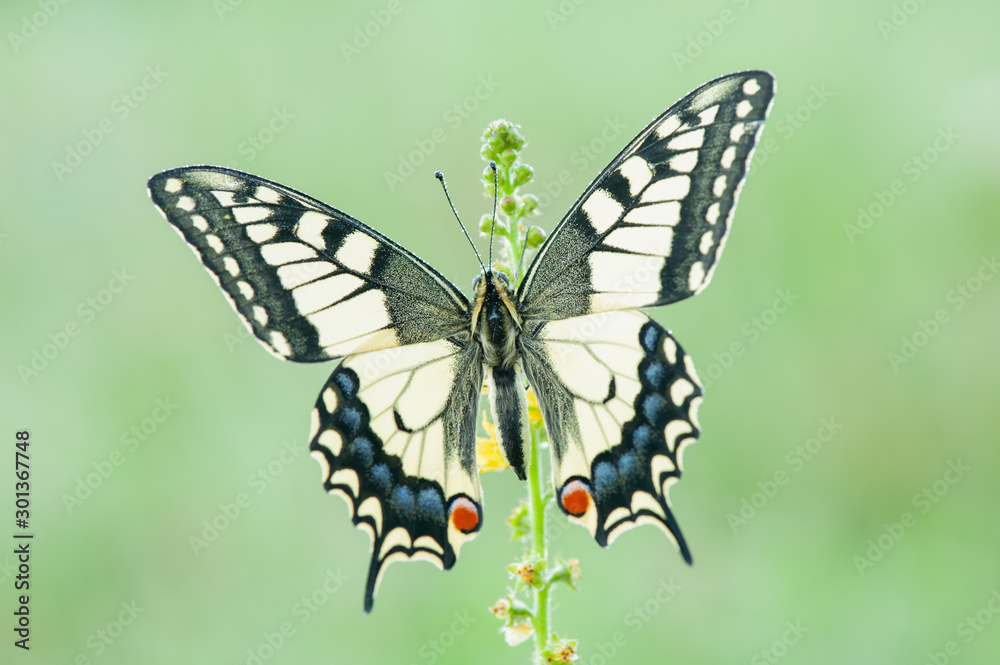 Papilio machaon