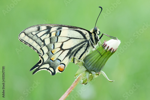 Papilio machaon © piotr