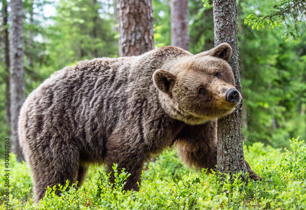 Big Brown bear in the summer forest. Green forest natural background. Scientific name: Ursus arctos. Natural habitat. Summer season. Big Brown bear in the summer forest. Green forest natural background. Scientific name: Ursus arctos. Natural habitat. Summer season.