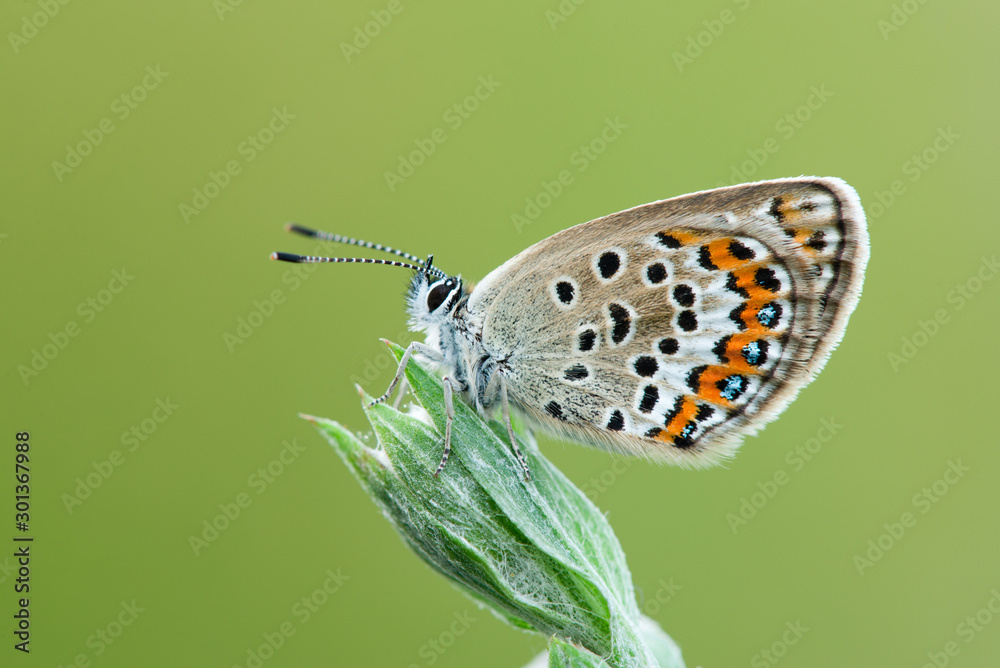 Obraz premium Phengaris