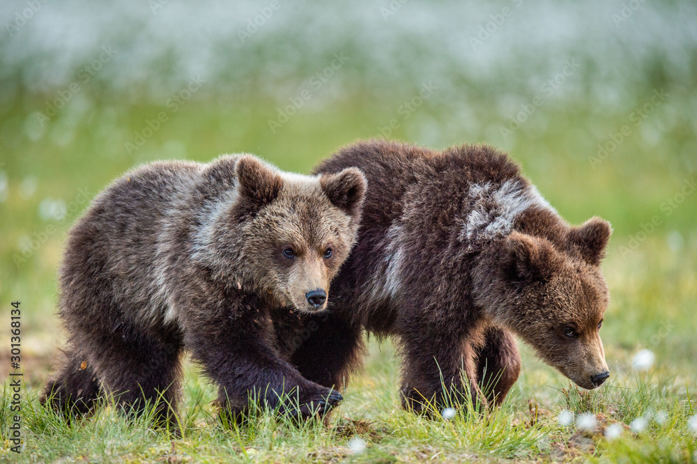 Cubs of brown bear in te summer forest. Natural habitat. Scientific name: Ursus Arctos Arctos. Summer green forest background. Cubs of brown bear in te summer forest. Natural habitat. Scientific name: Ursus Arctos Arctos. Summer green forest background.