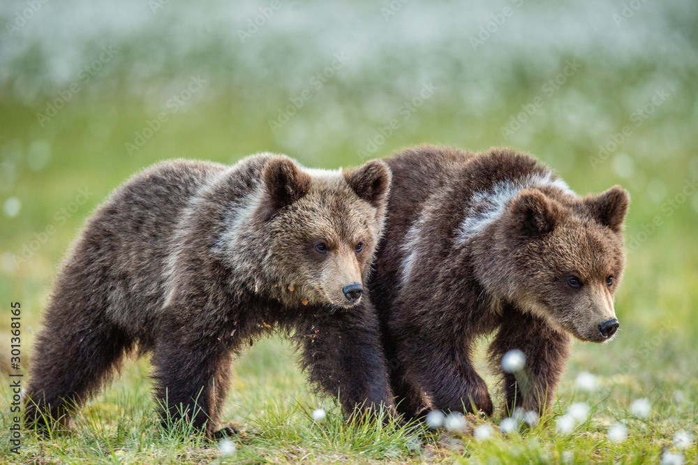 Cubs of brown bear in te summer forest. Natural habitat. Scientific name: Ursus Arctos Arctos. Summer green forest background.