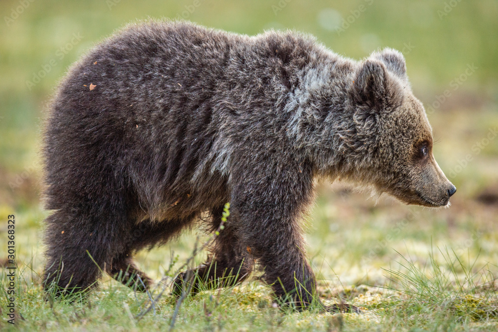 Juvenile Brown Bear in the summer forest. Green forest natural background. Scientific name: Ursus arctos. Natural habitat. Juvenile Brown Bear in the summer forest. Green forest natural background. Scientific name: Ursus arctos. Natural habitat.
