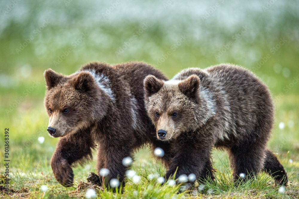 Cubs of brown bear in te summer forest. Natural habitat. Scientific name: Ursus Arctos Arctos. Summer green forest background.