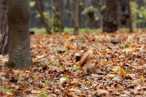 Red fluffy squirrel hides food in the fallen autumn leaves of the park.