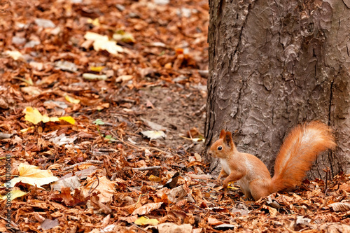 Portrait of a curious orange squirrel in profile against the background of a forest tree trunk and fallen autumn foliage. © Sergii