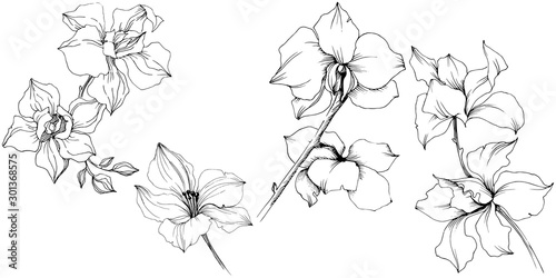 Vector orchid flowers. Floral botanical flower. Isolated illustration element.