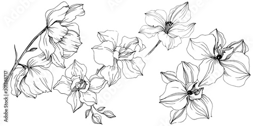 Vector orchid flowers. Floral botanical flower. Isolated illustration element.