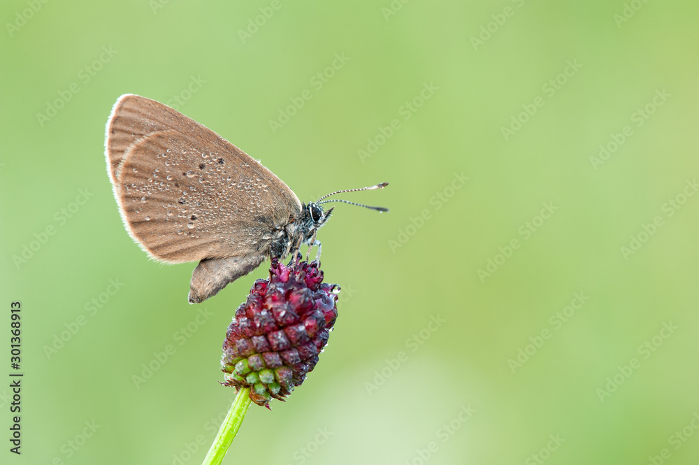 Obraz premium Polyommatus semiargus