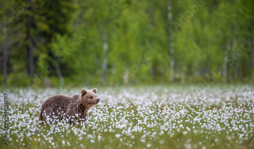 Cub of Brown bear in the forest  among white flowers. Summer season. Natural habitat.