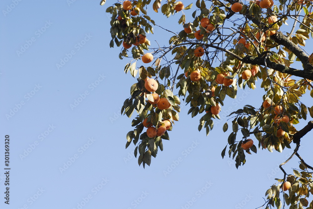 Plenty of overripe persimmon fruits Plenty of overripe persimmon fruits