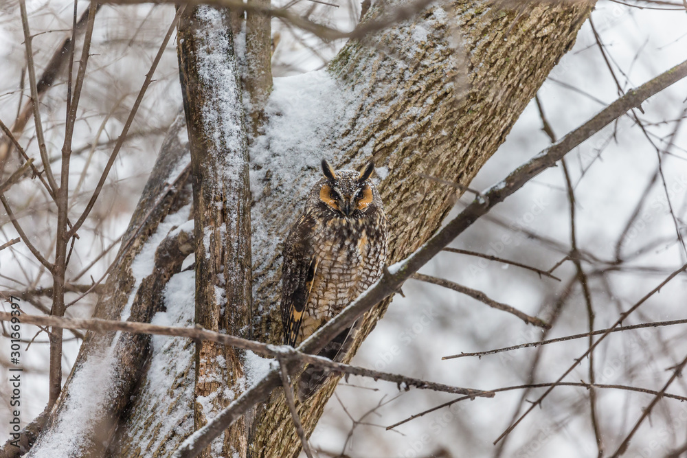 Obraz premium Long eared owl resting during midwinter.