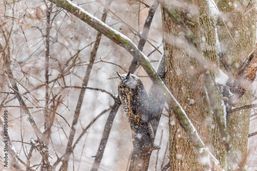 Fototapeta premium Long eared owl resting during midwinter.