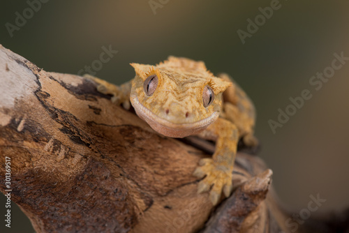 crested gecko