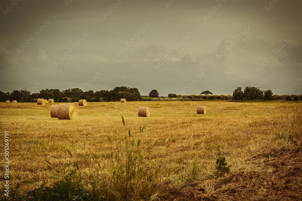Fototapeta premium Escena rural Puglia Italia