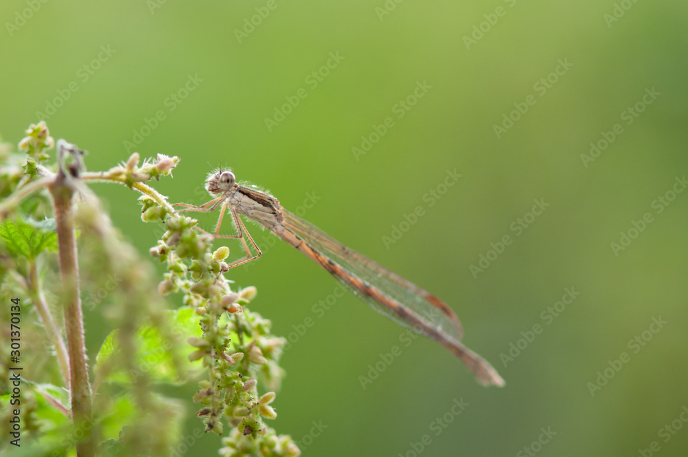 Sympecma fusca Sympecma fusca