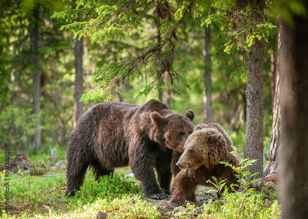 Wild adult Brown Bears in the summer forest. Natural habitat. Scientific name: Ursus arctos. Wild adult Brown Bears in the summer forest. Natural habitat. Scientific name: Ursus arctos.