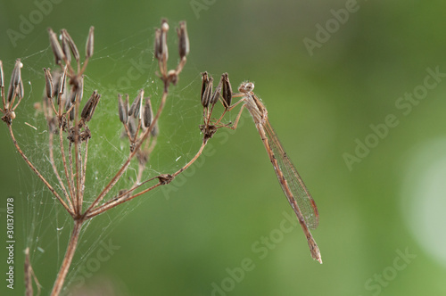Sympecma fusca