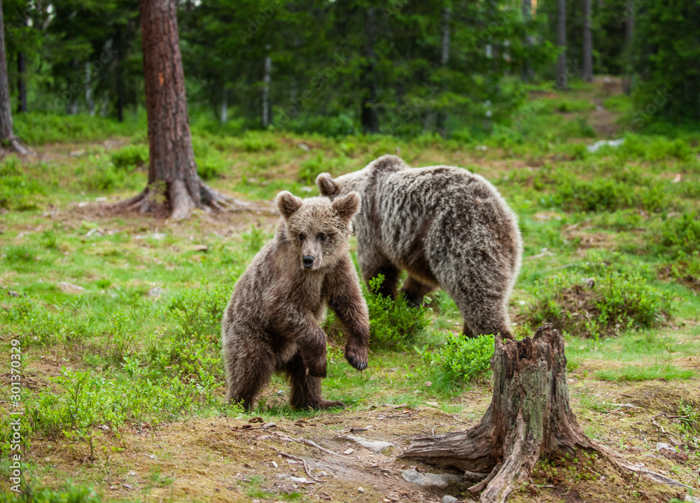 She-bear and Cub. Brown bears in te summer forest. Natural habitat. Scientific name: Ursus Arctos Arctos. Summer green forest background.