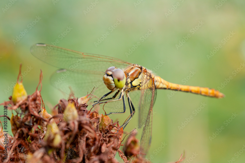 Sympetrum Sympetrum