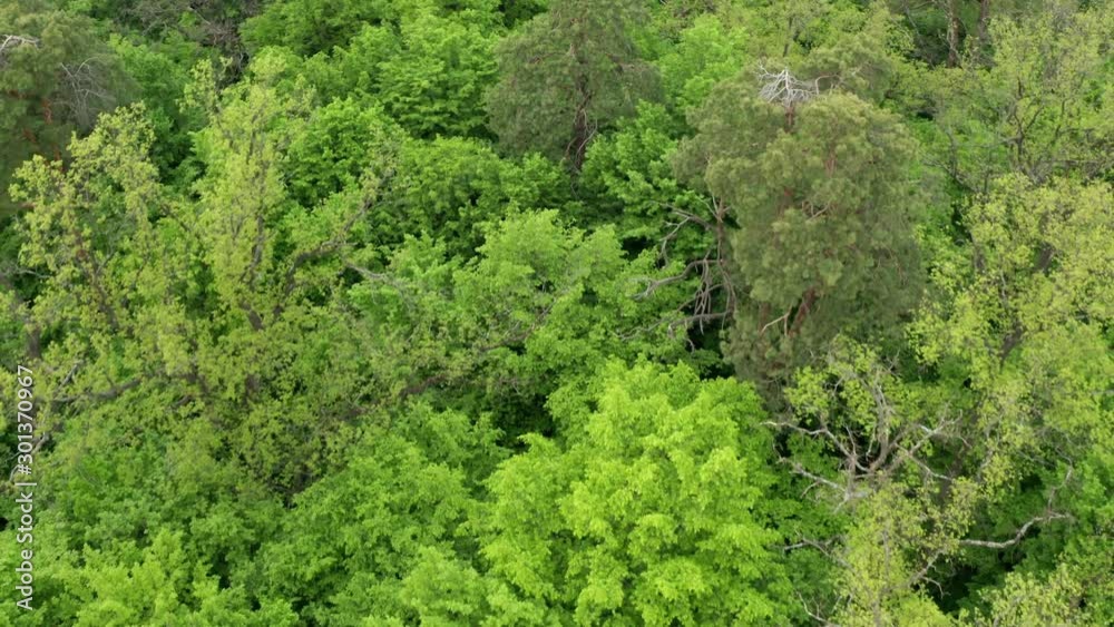 Spring, around the green foliage blossomed. Green beautiful young trees. Aerial view forest. You can use this footage as an amazon forest or any other green forest. Spring, around the green foliage blossomed. Green beautiful young trees. Aerial view forest. You can use this footage as an amazon forest or any other green forest.