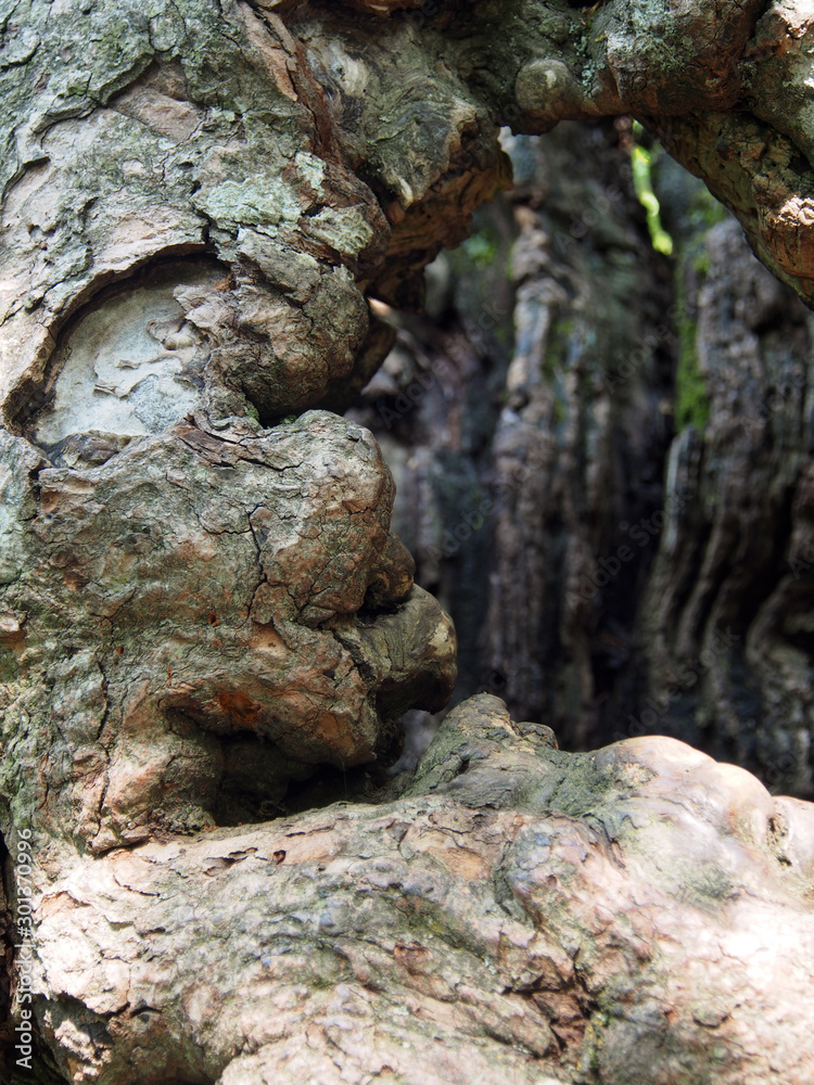 Fragment of age-related, rough tree trunk with a hollow, surface close-up. Shades of brown texture of the gnarled tree trunk, natural rough wood background.