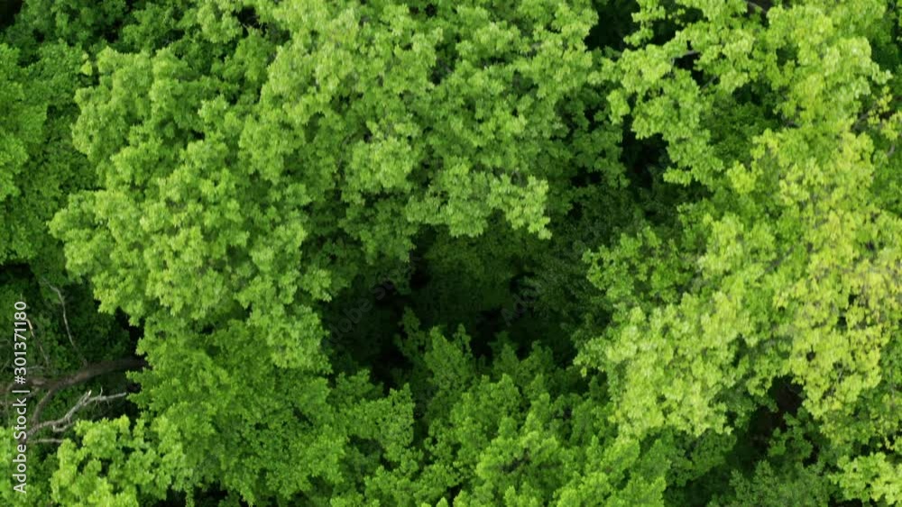 Spring, around the green foliage blossomed. Green beautiful young trees. Aerial view forest. You can use this footage as an amazon forest or any other green forest. Spring, around the green foliage blossomed. Green beautiful young trees. Aerial view forest. You can use this footage as an amazon forest or any other green forest.