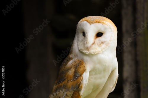Close up head and shoulders portrait of a Barn Owl (Tyto Alba). Taken in the mid-Wales countryside UK.