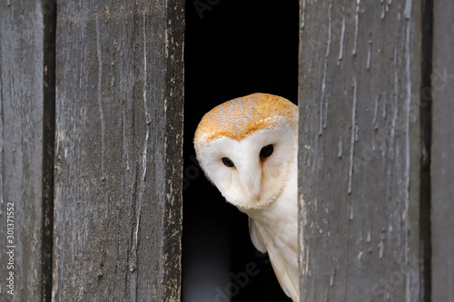 Fototapeta Naklejka Na Ścianę i Meble -  Barn Owl (Tyto Alba) peeking out of a farm building.  Taken in the mid-Wales countryside UK.