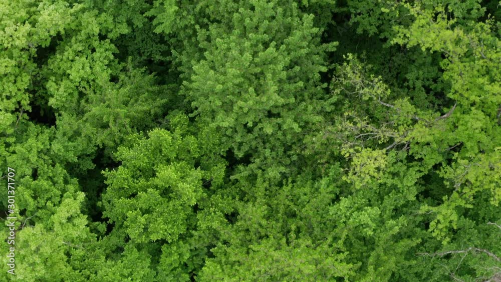 Spring, around the green foliage blossomed. Green beautiful young trees. Aerial view forest. You can use this footage as an amazon forest or any other green forest. Spring, around the green foliage blossomed. Green beautiful young trees. Aerial view forest. You can use this footage as an amazon forest or any other green forest.