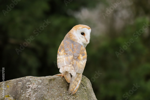 Barn Owl (Tyto Alba) sitting on a large rock.  Taken in the mid-Wales countryside UK.