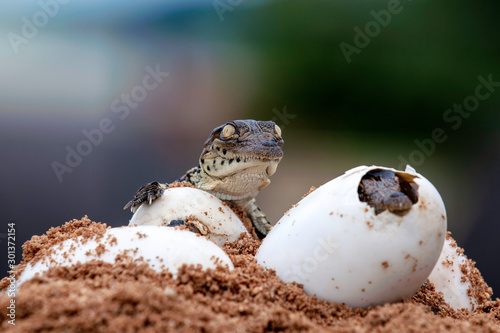 Nile Crocodile baby, hatchling, eggs, newborn, hatching photo
