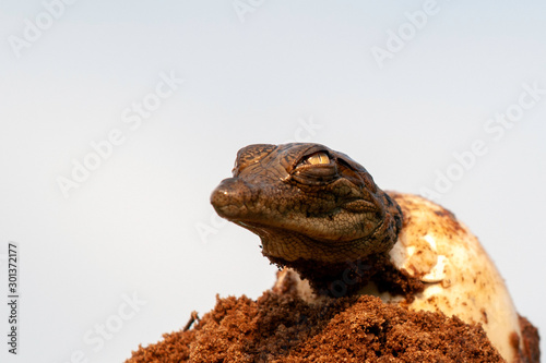 Nile Crocodile baby, hatchling, eggs, newborn, hatching