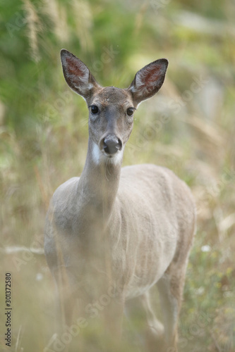 Fototapeta Naklejka Na Ścianę i Meble -  white tailed deer