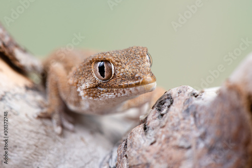 Tarentola chazaliae photo