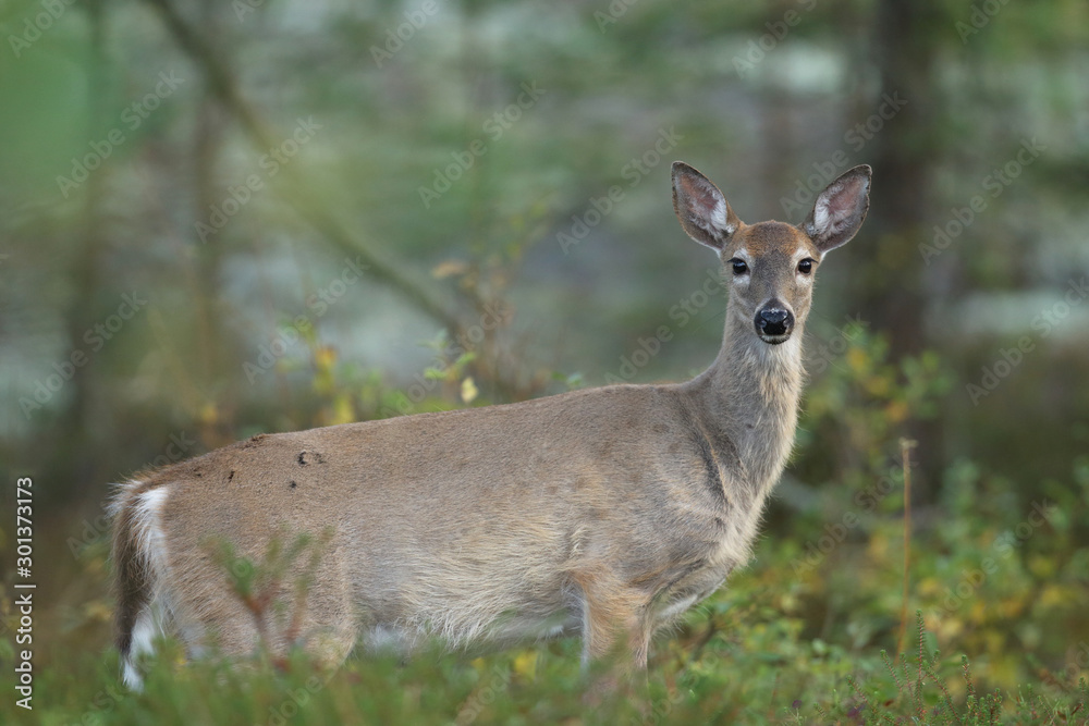 white tailed deer